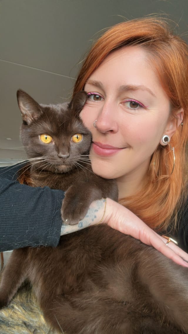 Cat being cared for during a home visit